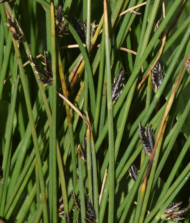 Smooth Flatsedge photo 8