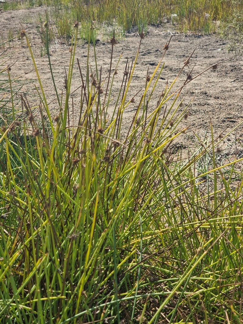 Cyperus laevigatus subsp. laevigatus