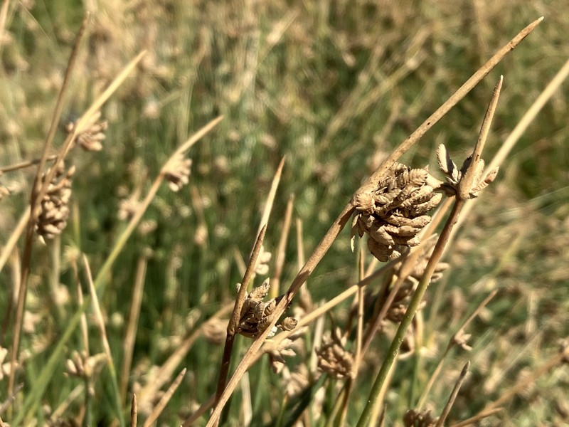 Cyperus laevigatus subsp. laevigatus photo 2
