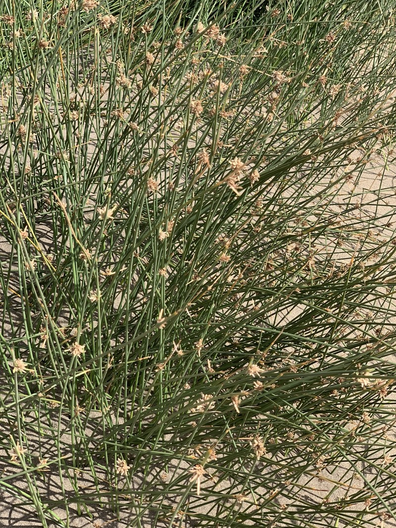 Cyperus laevigatus subsp. laevigatus photo 3
