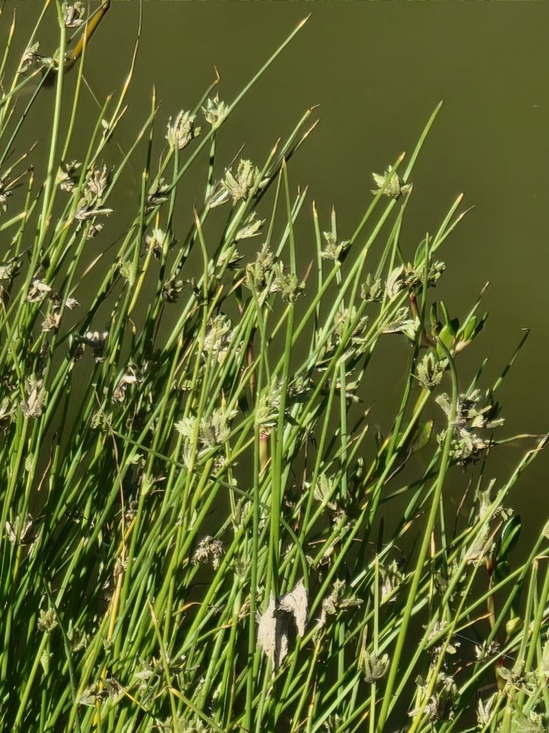 Cyperus laevigatus subsp. laevigatus photo 4