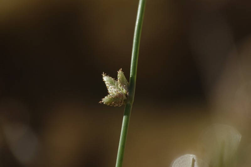 Cyperus laevigatus subsp. laevigatus photo 6