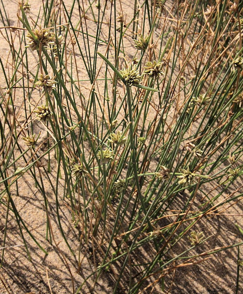 Cyperus laevigatus subsp. laevigatus photo 7