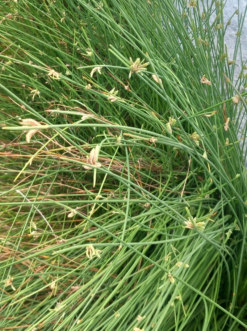 Cyperus laevigatus subsp. laevigatus photo 8