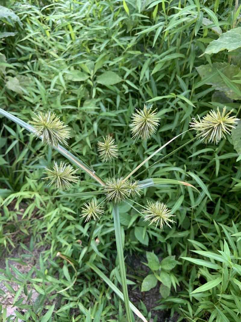 Manyflower Flatsedge