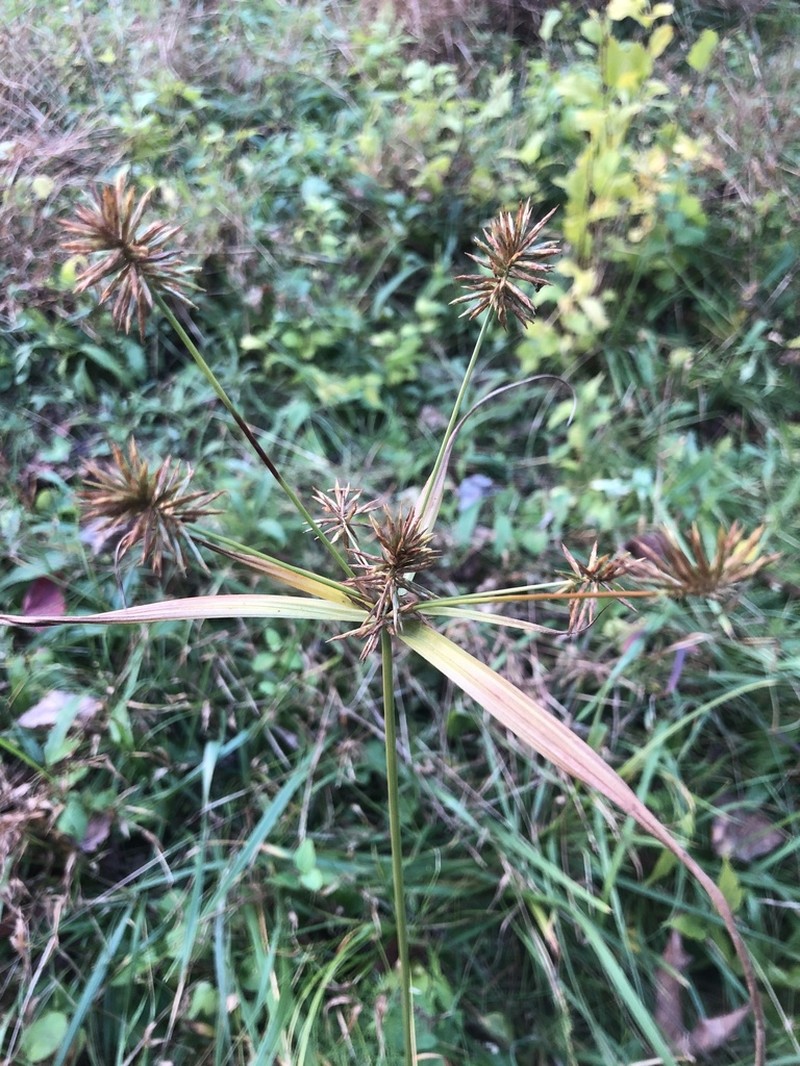 Manyflower Flatsedge photo 2