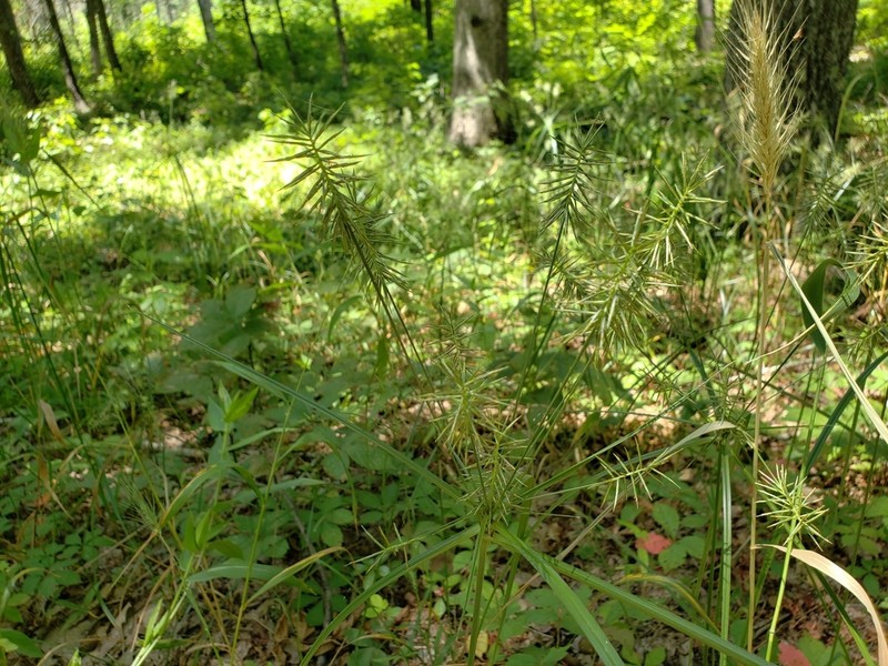 Manyflower Flatsedge photo 3