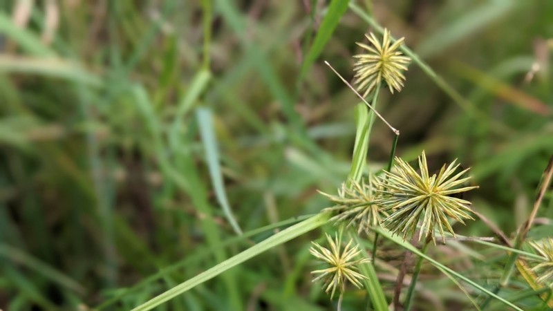 Manyflower Flatsedge photo 4