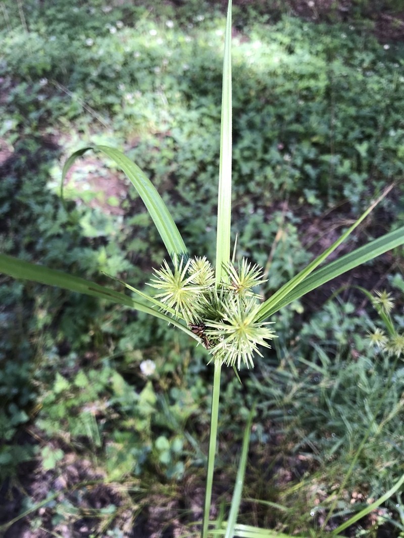 Manyflower Flatsedge photo 5