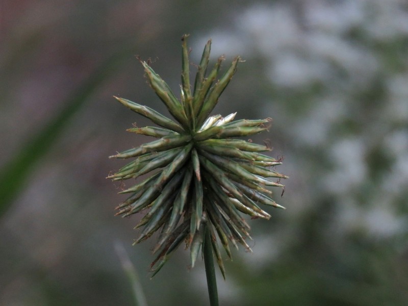 Manyflower Flatsedge photo 6
