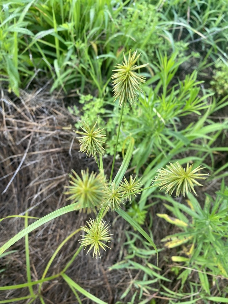 Manyflower Flatsedge photo 7