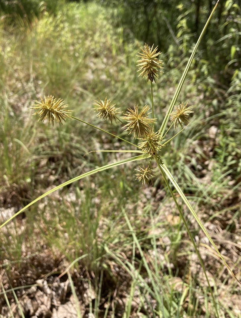 Manyflower Flatsedge photo 8