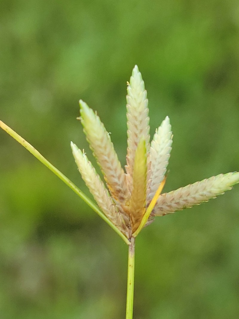 Epiphytic Flatsedge