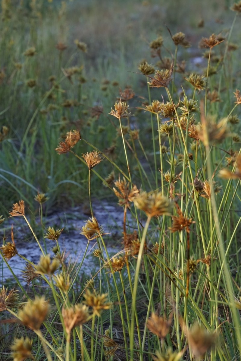 Epiphytic Flatsedge photo 3
