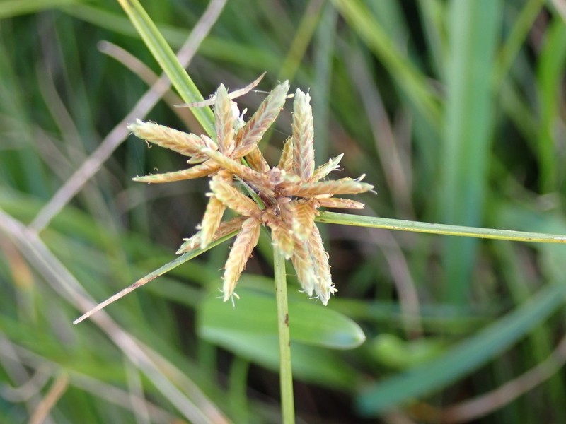 Epiphytic Flatsedge photo 4