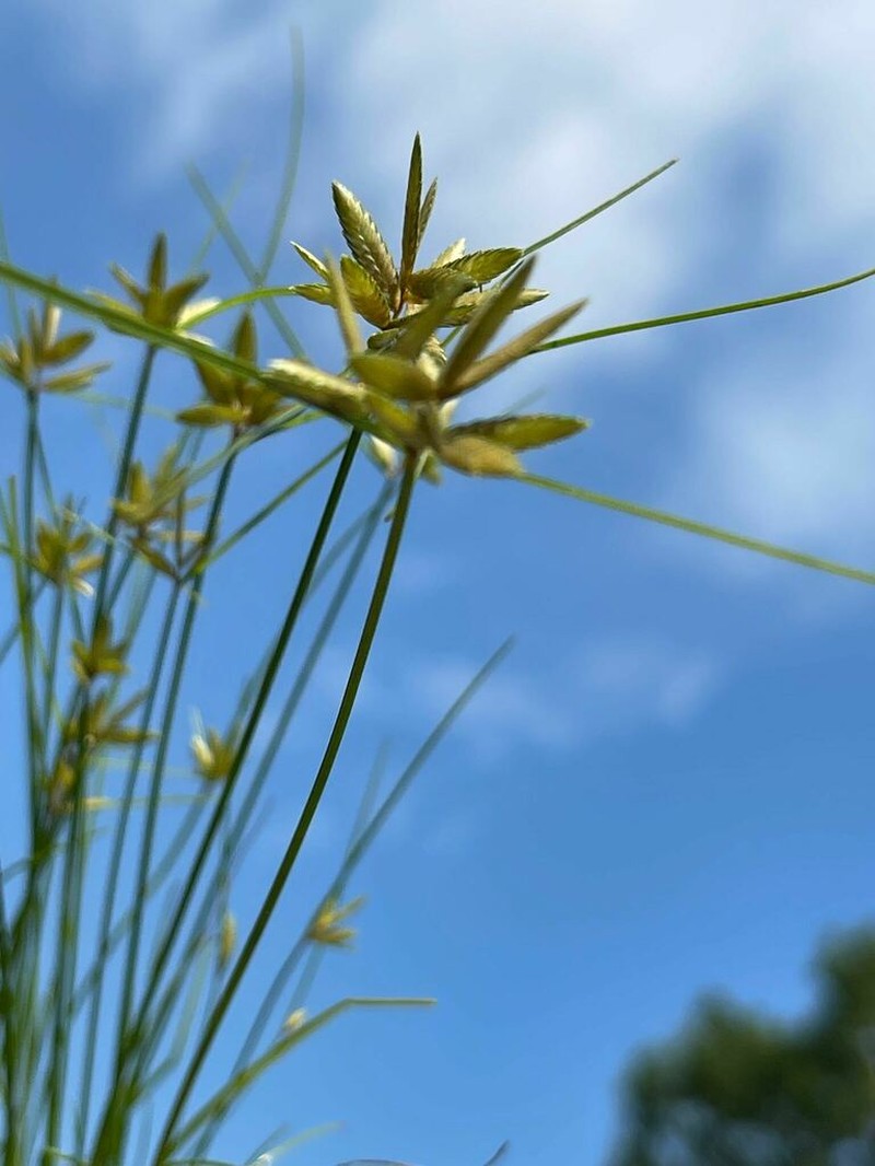 Epiphytic Flatsedge photo 5