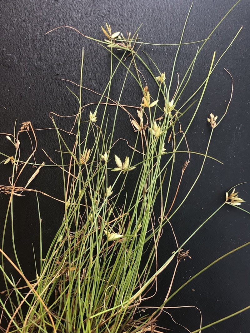 Epiphytic Flatsedge photo 6