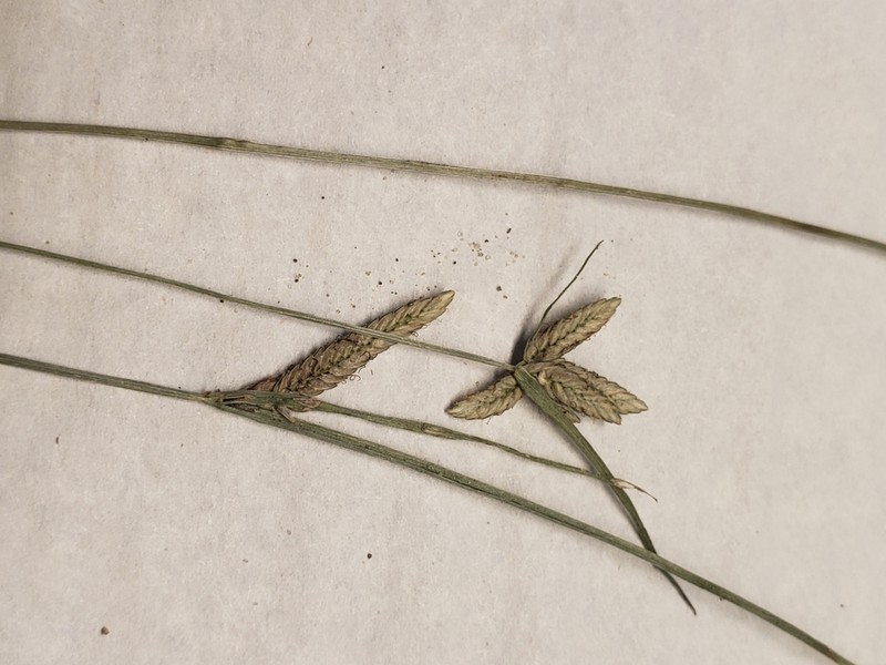Epiphytic Flatsedge photo 7