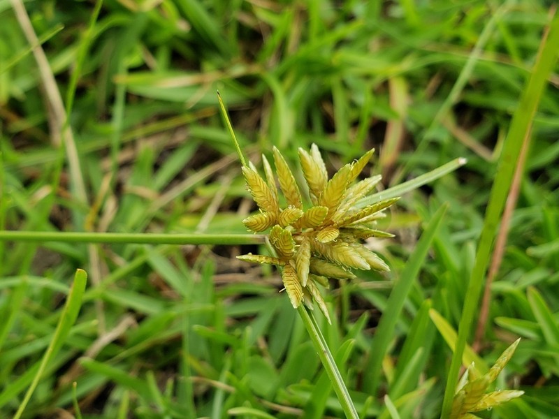 Epiphytic Flatsedge photo 8