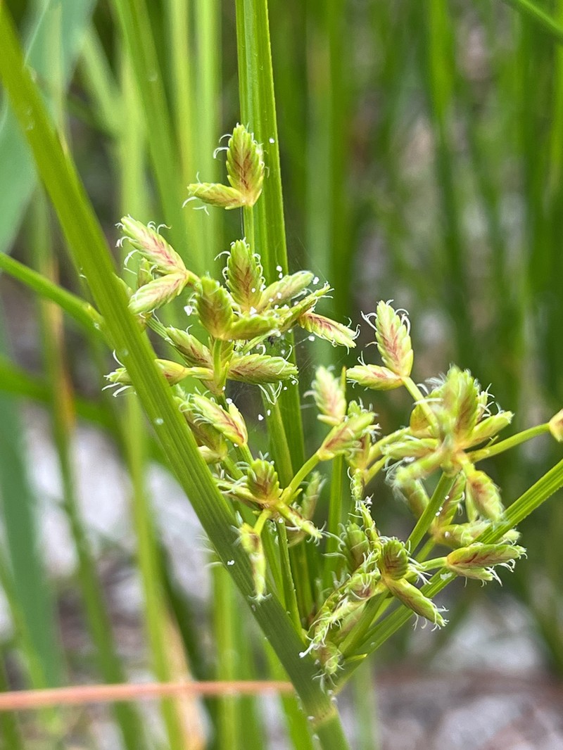 Le Conte's Flatsedge