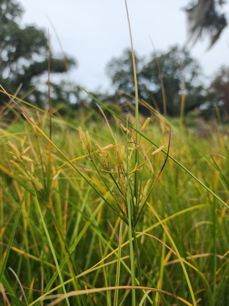 Le Conte's Flatsedge photo 2