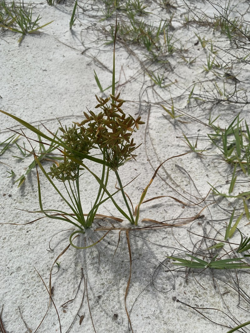 Le Conte's Flatsedge photo 3
