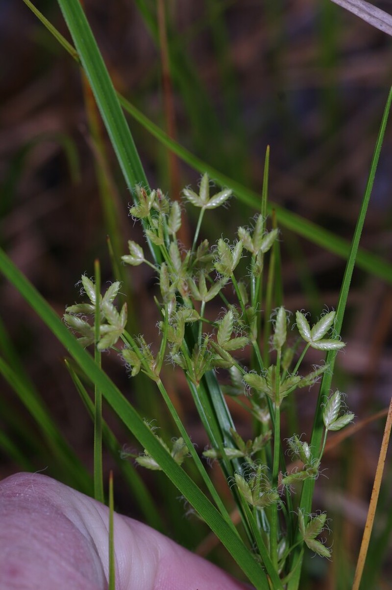 Le Conte's Flatsedge photo 4