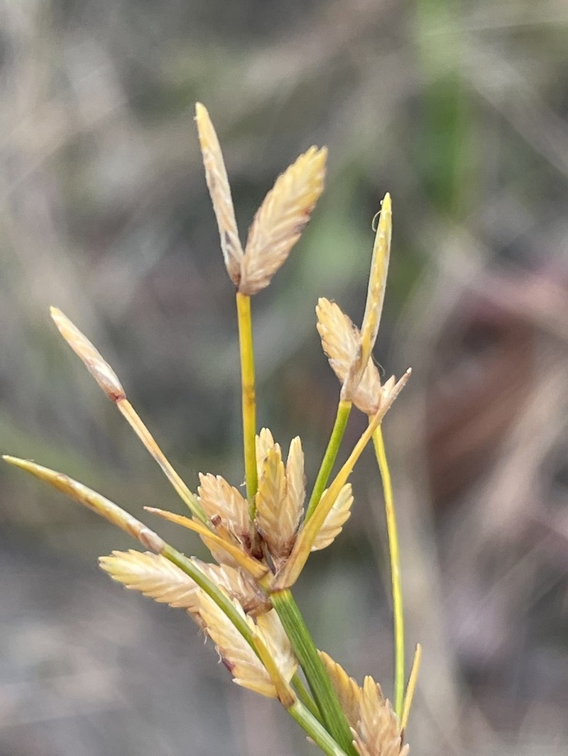 Le Conte's Flatsedge photo 5