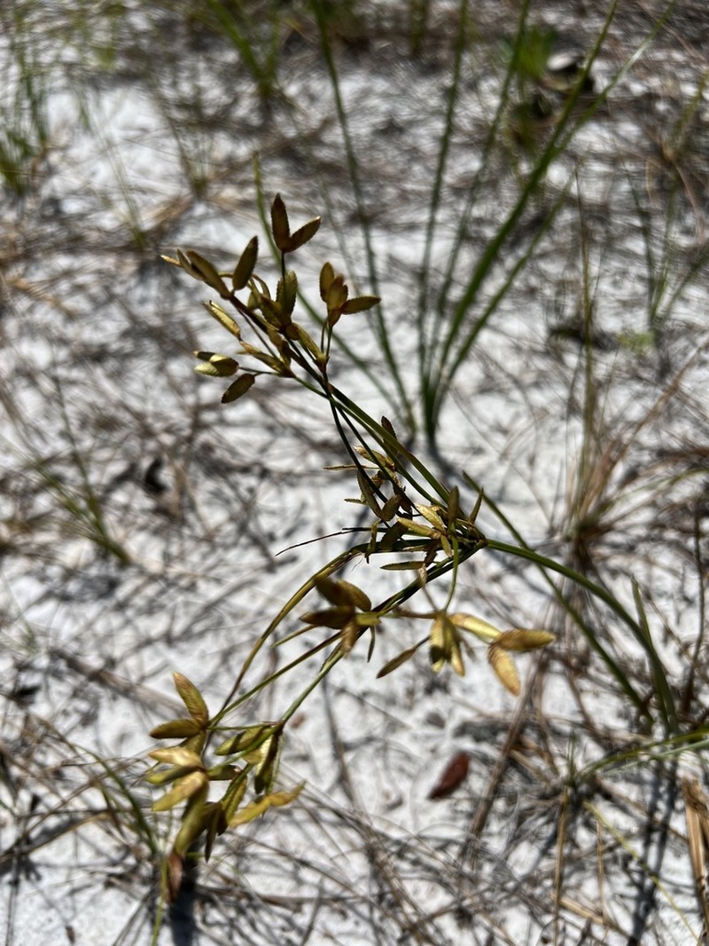Le Conte's Flatsedge photo 6
