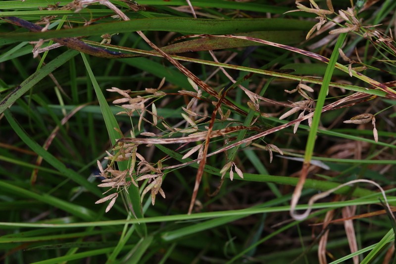 Le Conte's Flatsedge photo 7