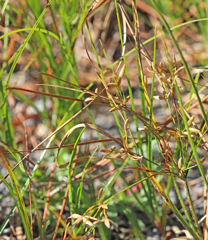 Le Conte's Flatsedge photo 8