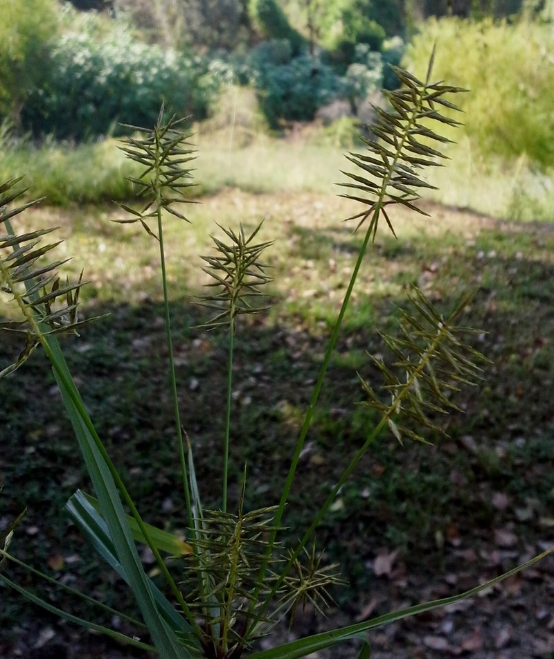 Latin American Flatsedge