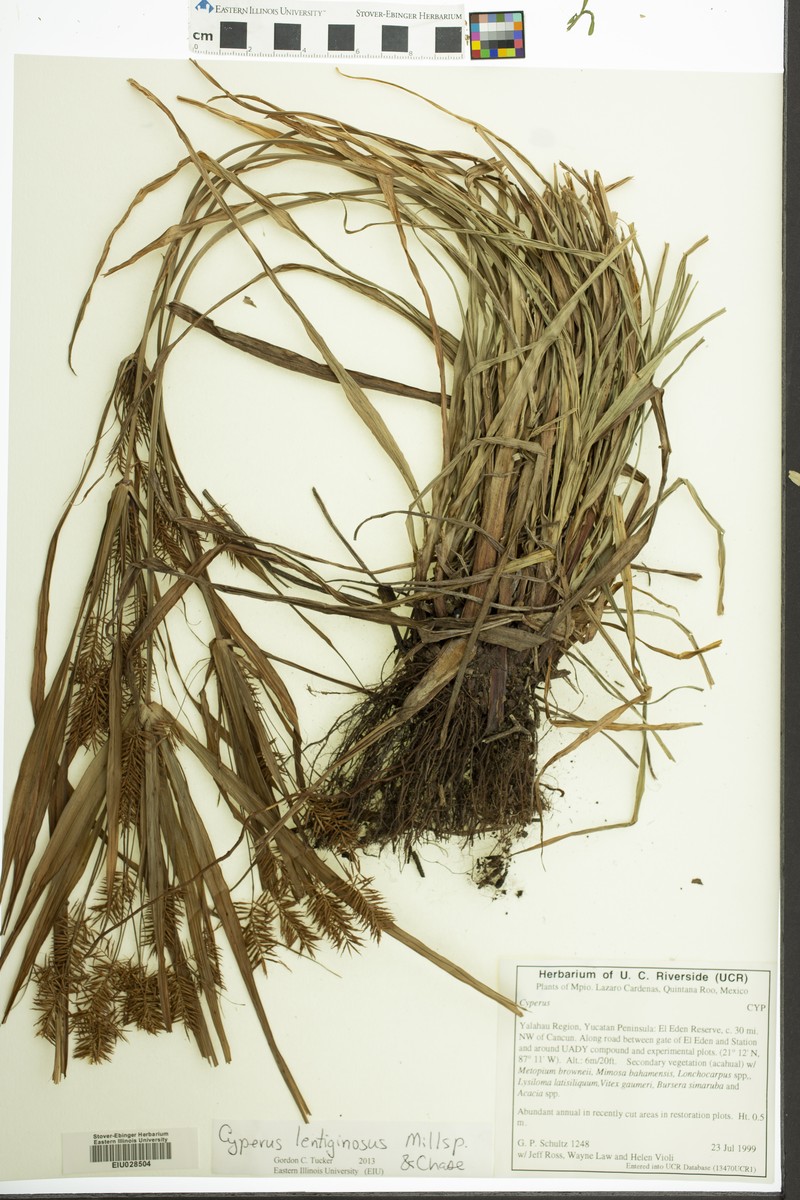 Latin American Flatsedge photo 3