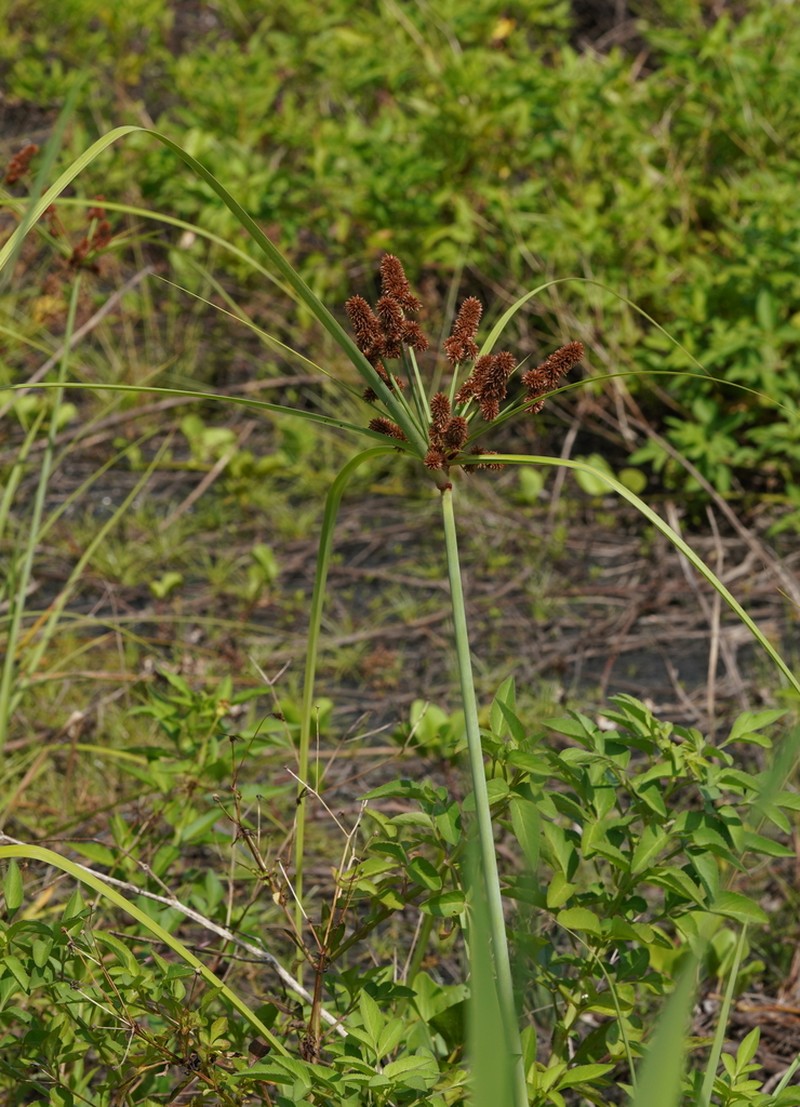 Alabama Swamp Flatsedge