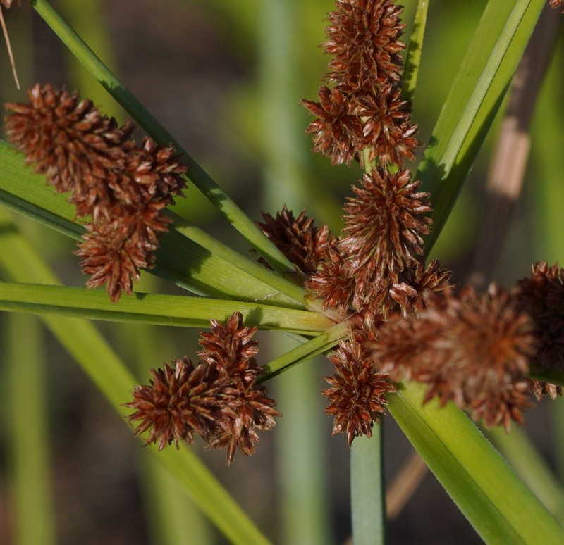 Alabama Swamp Flatsedge photo 2