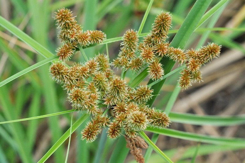 Alabama Swamp Flatsedge photo 3
