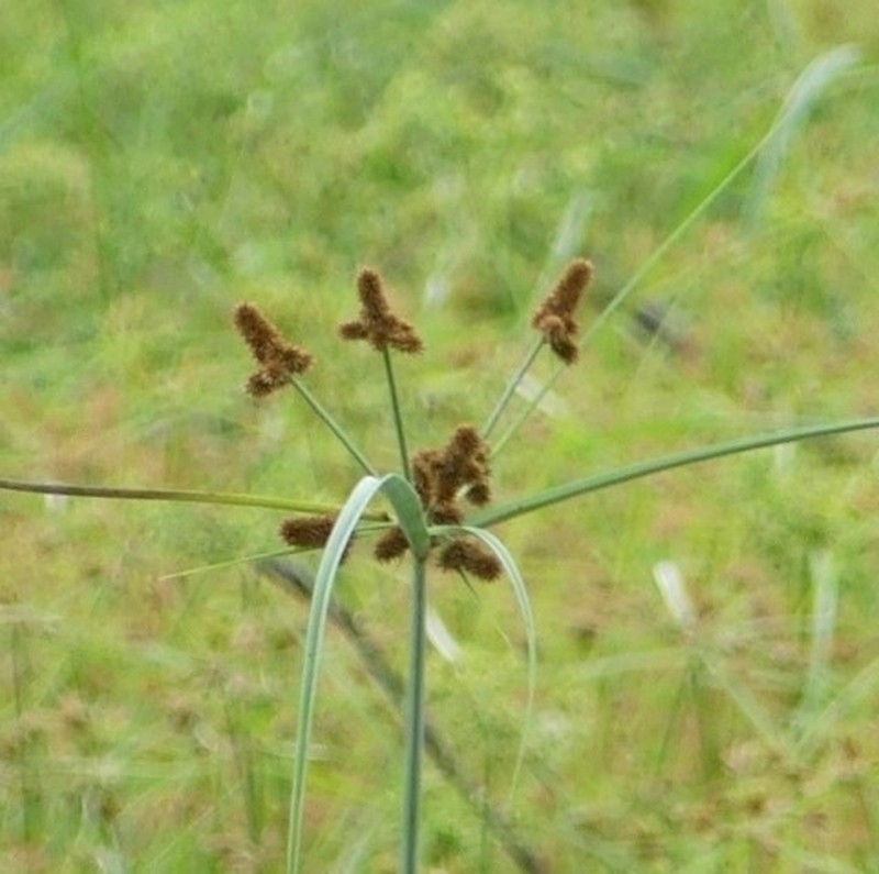 Alabama Swamp Flatsedge photo 4