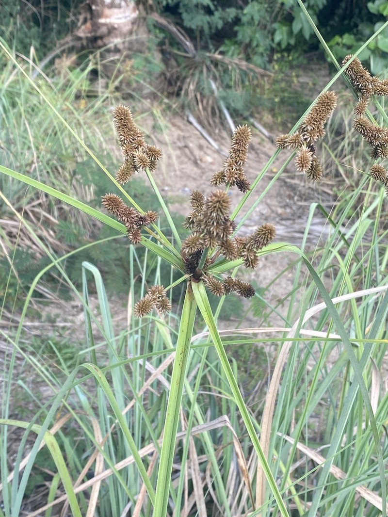 Alabama Swamp Flatsedge photo 5