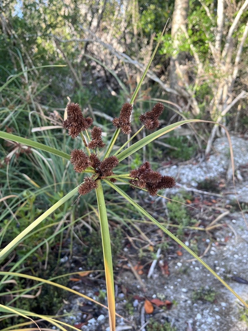 Alabama Swamp Flatsedge photo 6