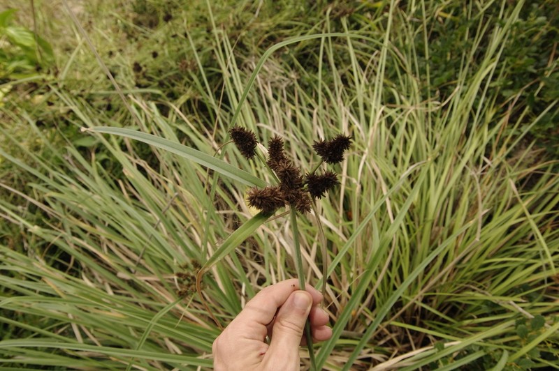 Alabama Swamp Flatsedge photo 7
