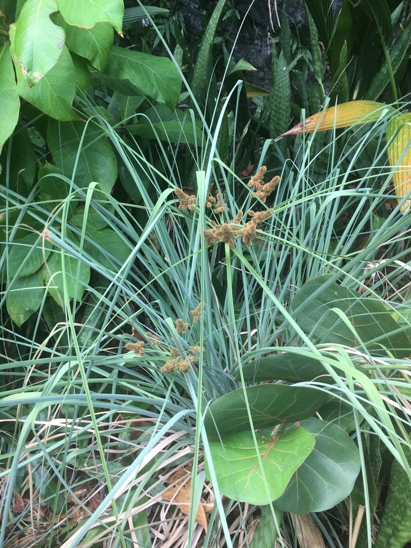 Alabama Swamp Flatsedge photo 8