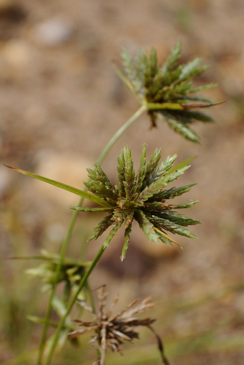 Great Plains Flatsedge