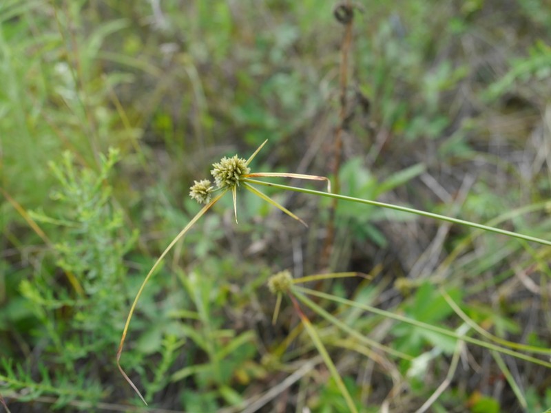 Great Plains Flatsedge photo 2