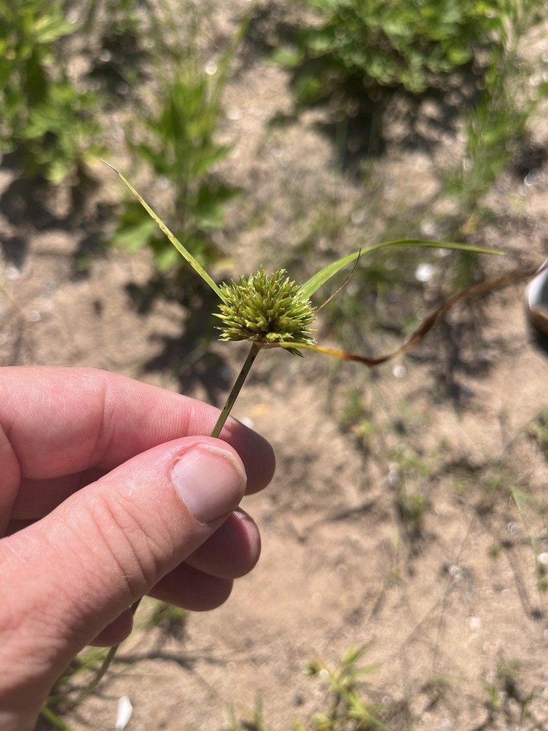 Great Plains Flatsedge photo 3
