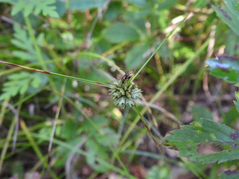 Great Plains Flatsedge photo 4