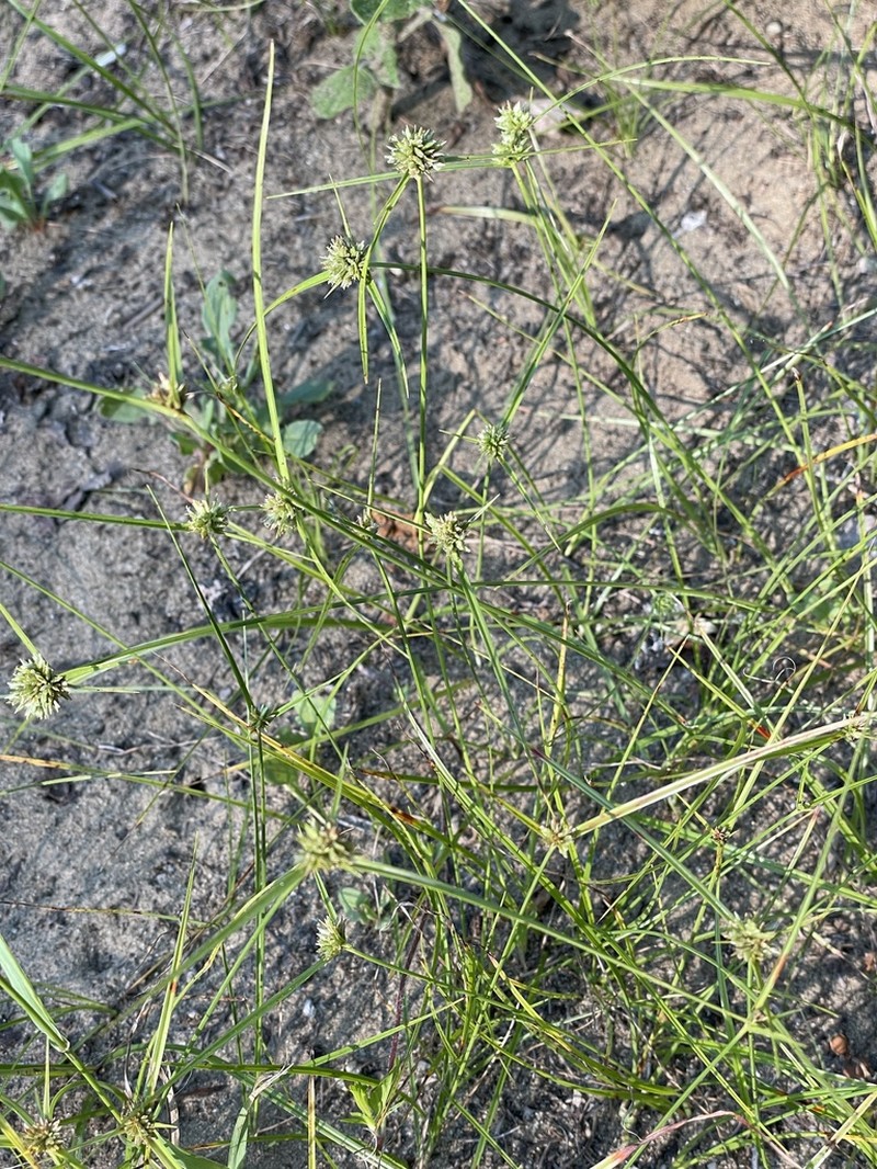 Great Plains Flatsedge photo 5