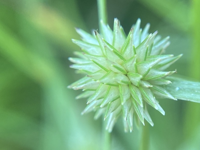 Great Plains Flatsedge photo 6