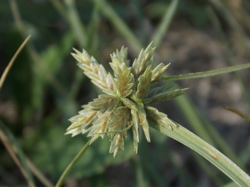 Great Plains Flatsedge photo 7