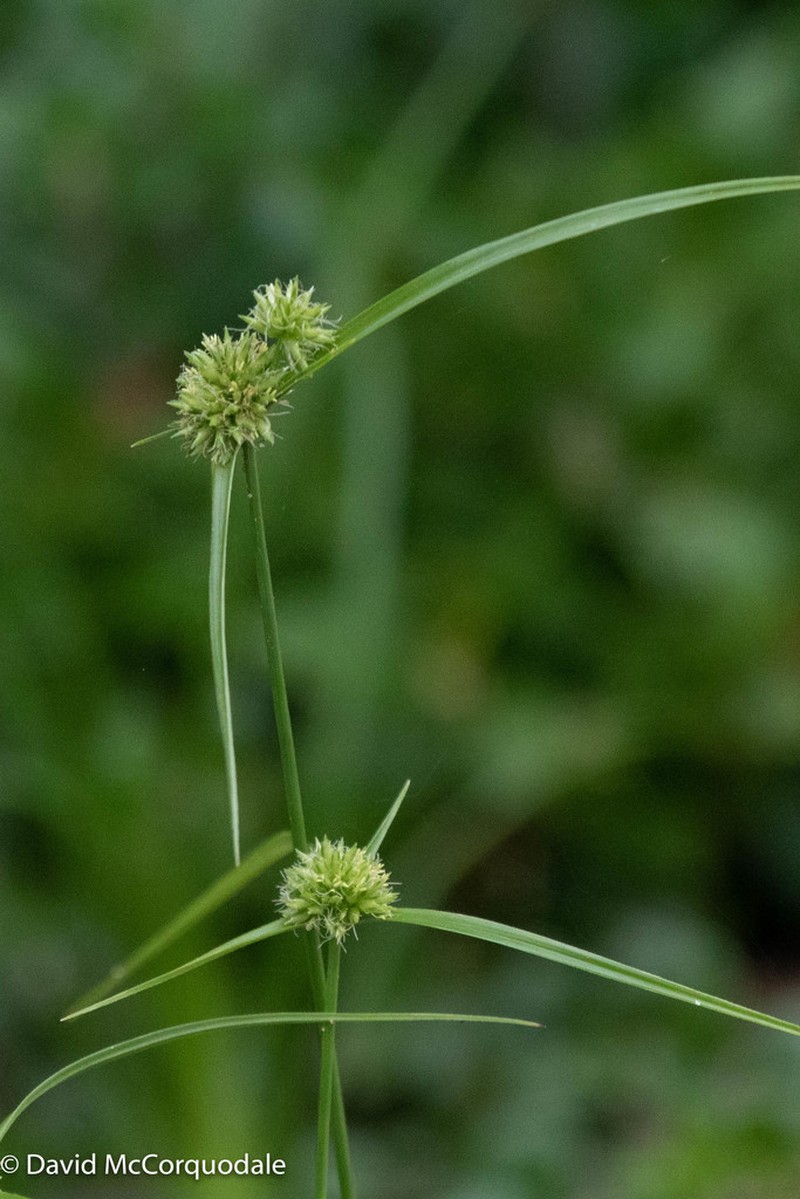 Great Plains Flatsedge photo 8