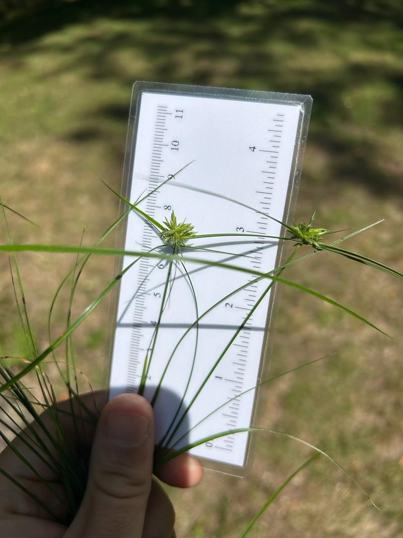 Cyperus lupulinus subsp. lupulinus